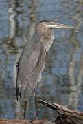 8th Oct 2020 - Great Blue Heron