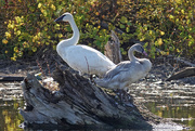 7th Oct 2020 - Trumpeter Swans