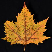 9th Oct 2020 - Silver Maple