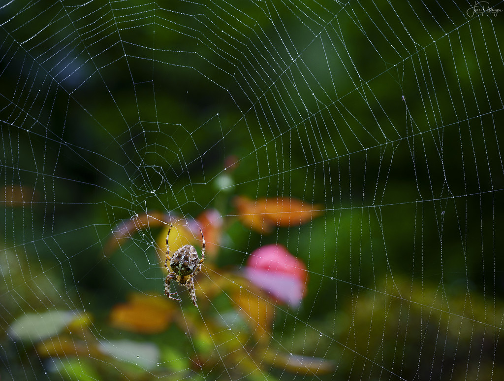 Spider and Web  by jgpittenger