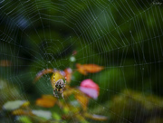 10th Oct 2020 - Spider and Web 