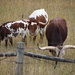 Longhorns! by bjywamer