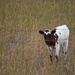 Longhorn Calf by bjywamer