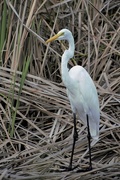 9th Oct 2020 - Great White Egret