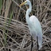 Great White Egret by chejja