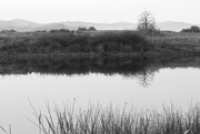 1st Oct 2020 - Pond Reflections In Black and White