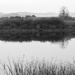 Pond Reflections In Black and White by bjywamer
