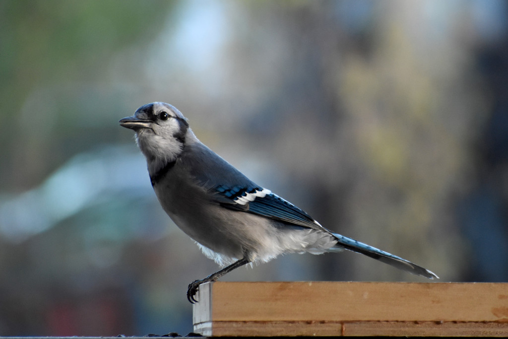 Welcome, Mr. Blue Jay! by bjywamer