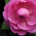 Camellia by sandradavies