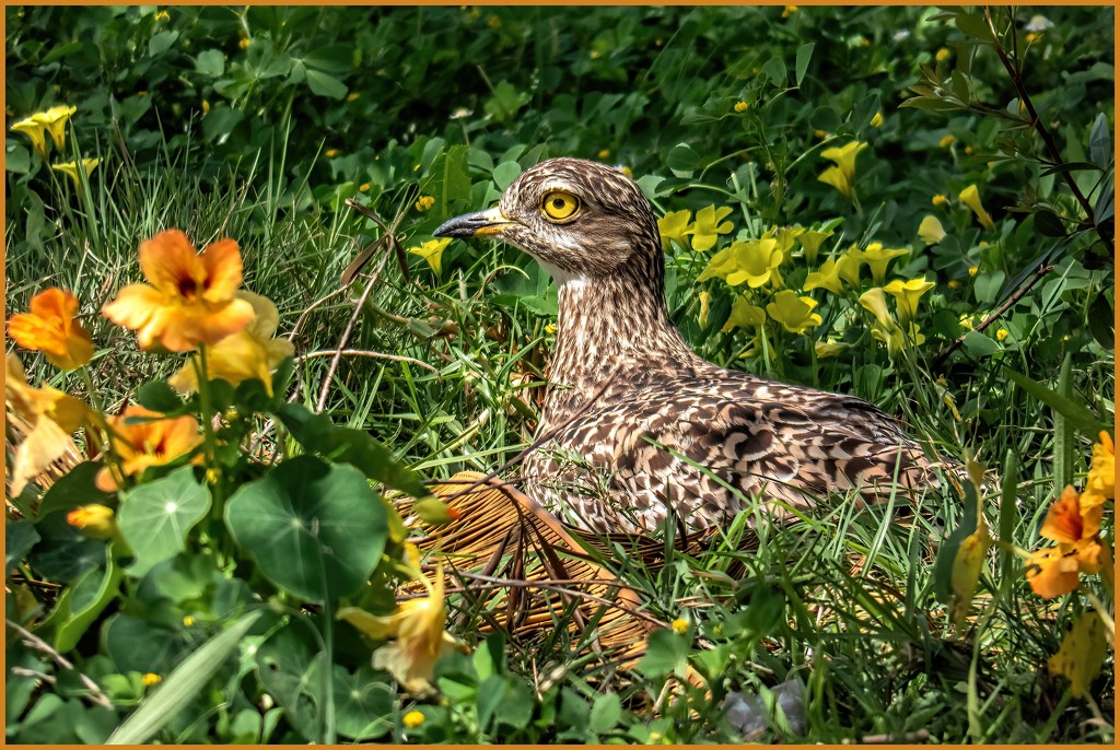 Dikkop sitting in the wild flowers by ludwigsdiana
