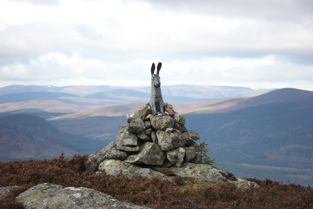 A New Hare on Pannanich Hill! by jamibann