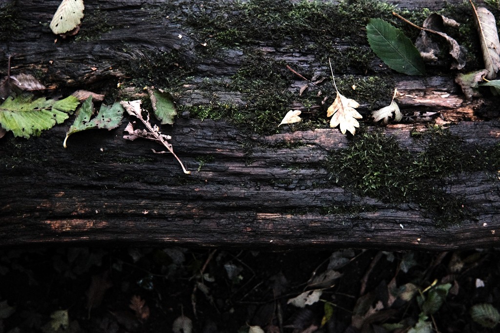 Leaves & Moss on a bench in the woods by allsop
