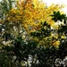 Golden Tree by allsop