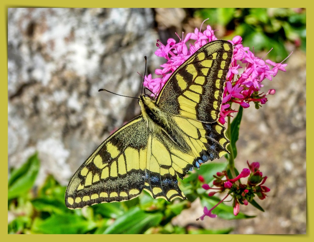 A Rather Tattered Swallowtail Butterfly by carolmw