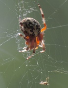 19th Sep 2020 - Day 263: Pumpkin Spider