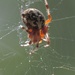 Day 263: Pumpkin Spider by jeanniec57