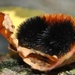 Day 264:  Wooly Bear  by jeanniec57