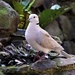  Collared Dove ~ by happysnaps