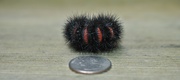 26th Sep 2020 - Day 270: Giant Leopard Moth Caterpillar