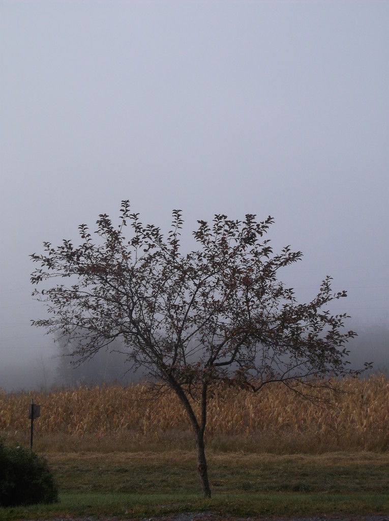 Day 271: Foggy morning  by jeanniec57