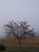 27th Sep 2020 - Day 271: Foggy morning 