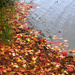 Fall Leaves by seattlite