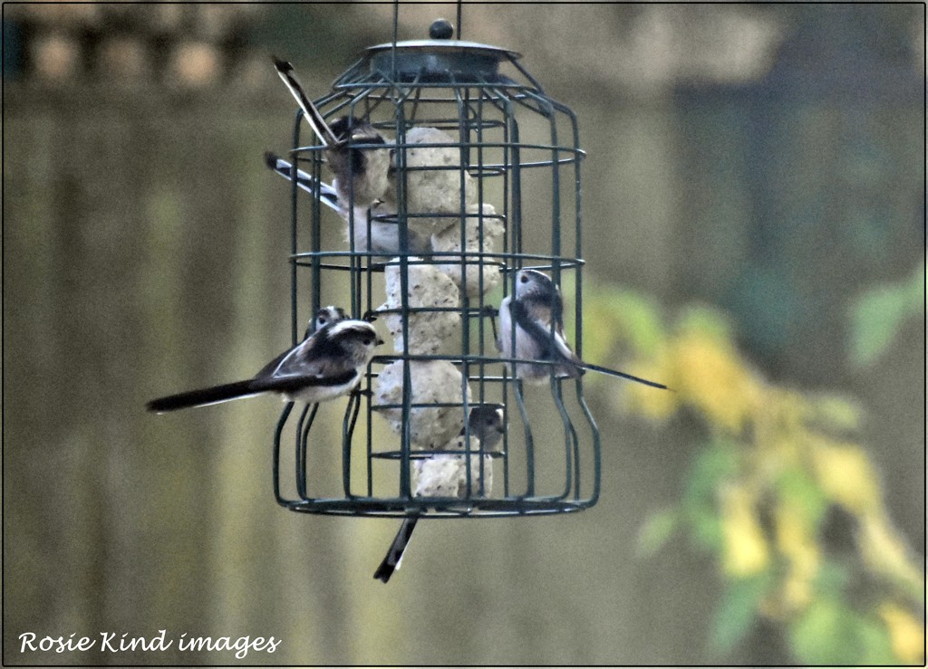 The long tailed tits by rosiekind
