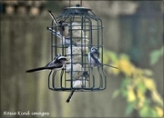 10th Oct 2020 - The long tailed tits
