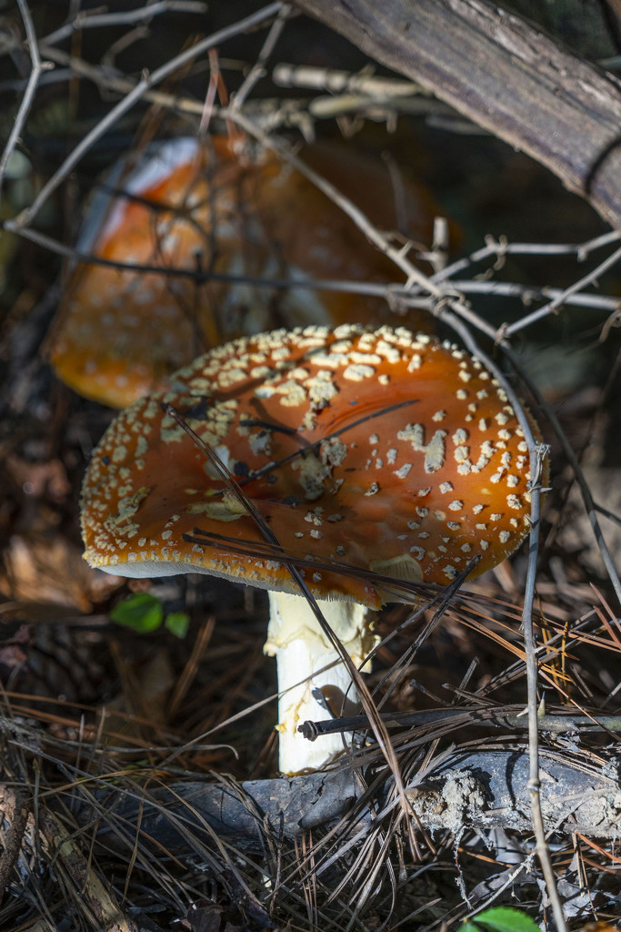 Morning Mushrooms by k9photo