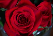 10th Oct 2020 - Red roses