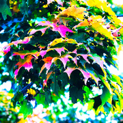 9th Oct 2020 - The Color Of Leaves