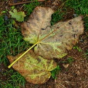 16th Oct 2020 - Fallen leaves