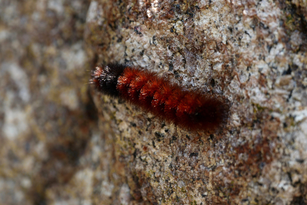  A Woolly Bear Caterpillar by berelaxed