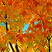 Fall Colour theme-seasons by flygirl