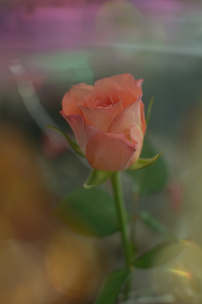Single rose........... by ziggy77