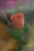 10th Oct 2020 - Single rose...........