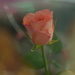Single rose........... by ziggy77