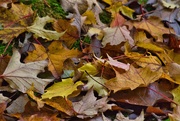 10th Oct 2020 - Autumn Leaves