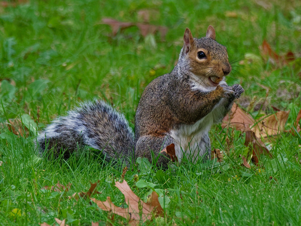 Eastern grey squirrel with acorn by rminer