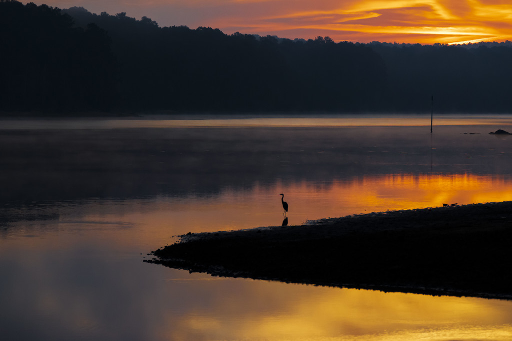 Blue Heron Sunrise by kvphoto