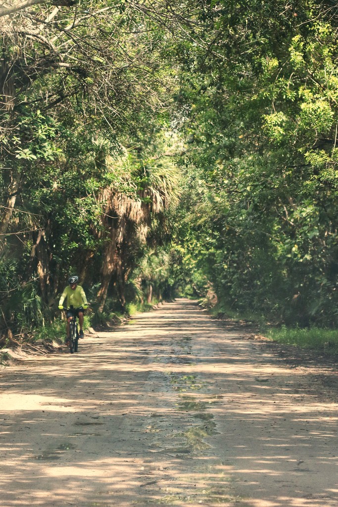 Biking the Jungle trail in Vero beach, FL by joesweet