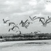 Sea Gull Day at Lake Okeechobee by joesweet