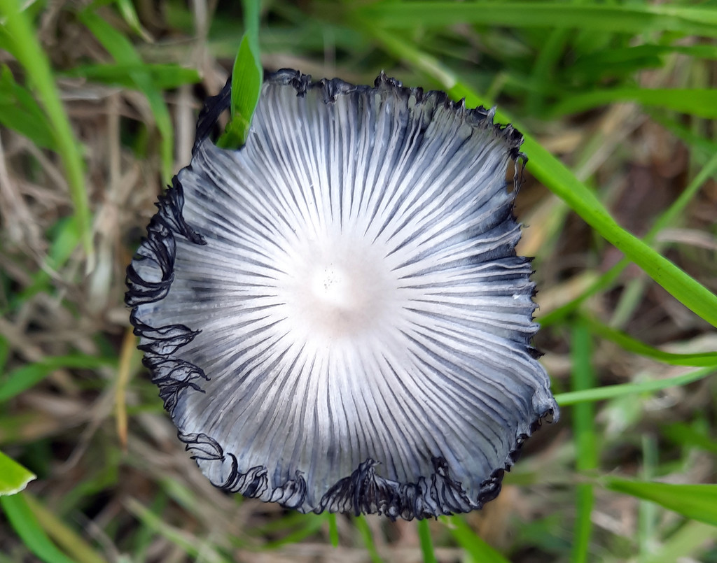 Inkcap mushroom by janturnbull