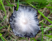 10th Oct 2020 - Inkcap mushroom