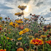 Sunset flowers.  by cocobella