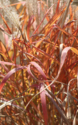 10th Oct 2020 - Ribbons Of Ornamental Grass
