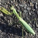 praying mantis on our walk today by wiesnerbeth