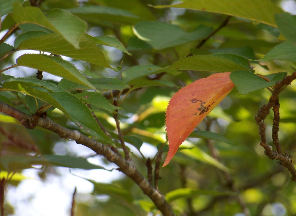 Ornamental Kwanzan Cherry Tree Leaf... by marlboromaam