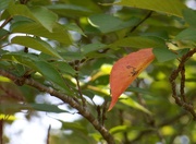 11th Oct 2020 - Ornamental Kwanzan Cherry Tree Leaf...