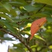 Ornamental Kwanzan Cherry Tree Leaf... by marlboromaam